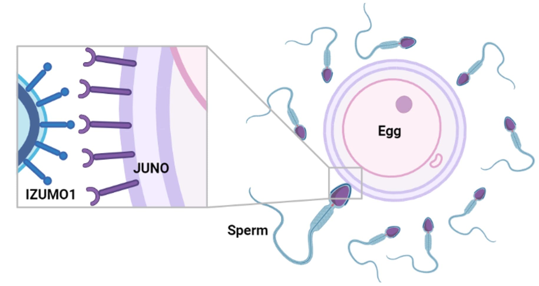 Figure 1: Illustrative representation of sperm-egg cell interaction, mediated by sperm-Zona Pellucida recognition via IZUMO1-JUNO binding.