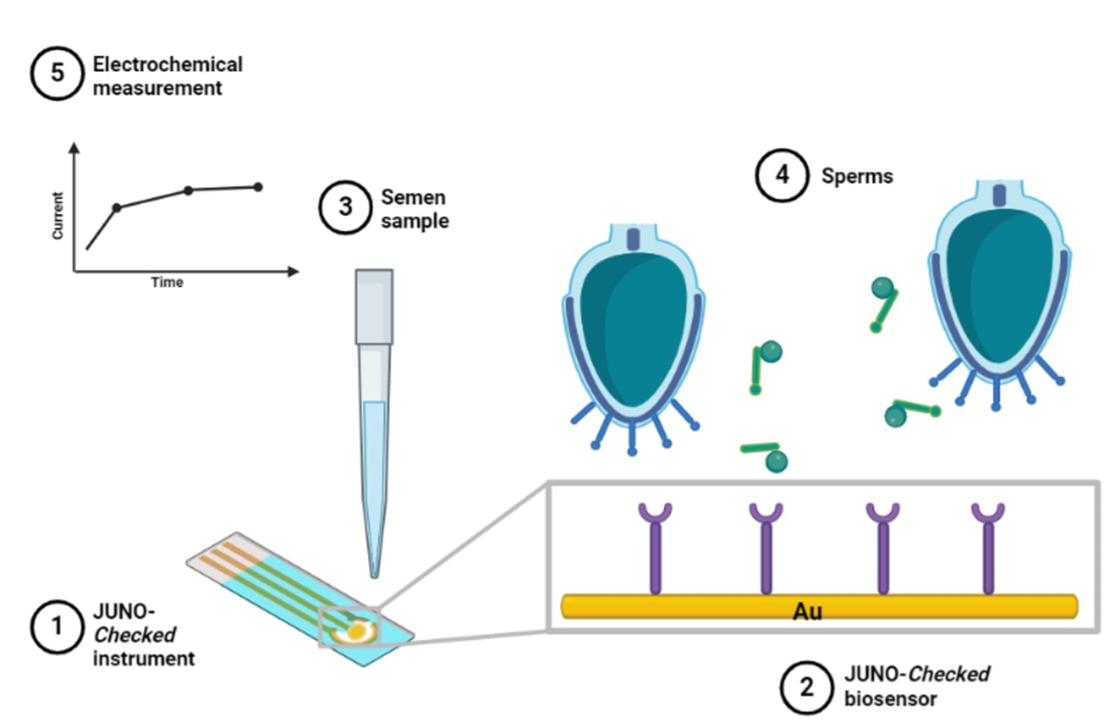 Figure 2: Schematic representation of the JUNO Checked core-technology, comprising of the electrochemical readout and the biosensor containing human recombinant protein JUNO.